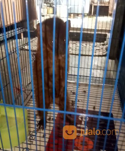 Garangan Jawa Jantan