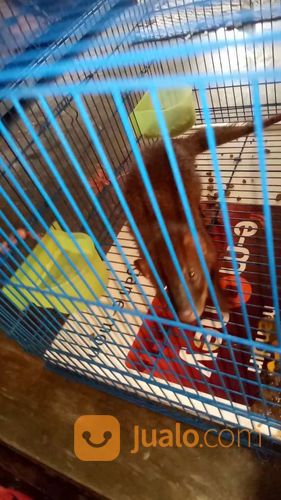 Garangan Jawa Jantan