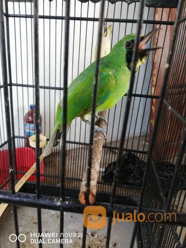 Cucak Ijo Trotol Original Banyuwangi