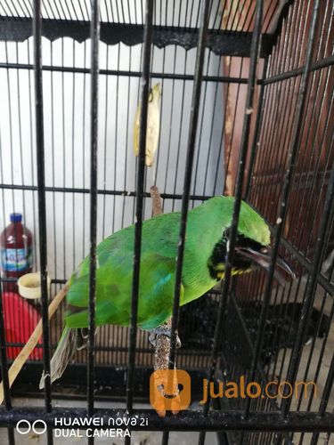 Cucak Ijo Trotol Original Banyuwangi