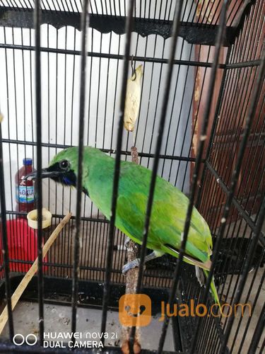 Cucak Ijo Trotol Original Banyuwangi