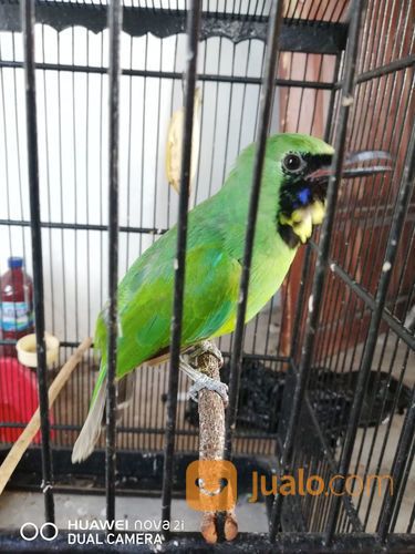 Cucak Ijo Trotol Original Banyuwangi