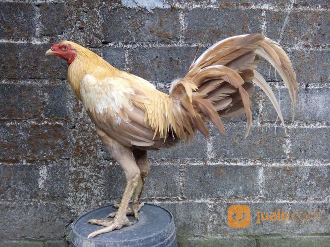 Ayam Philipine White Gold