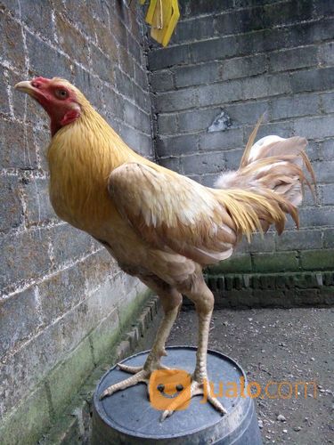 Ayam Philipine White Gold