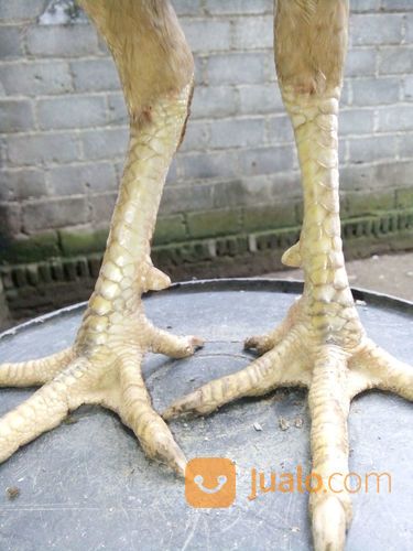 Ayam Philipine White Gold