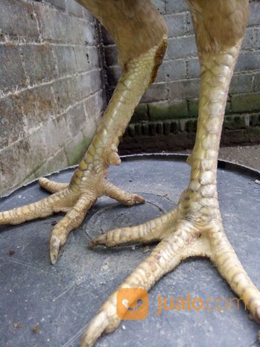 Ayam Philipine White Gold