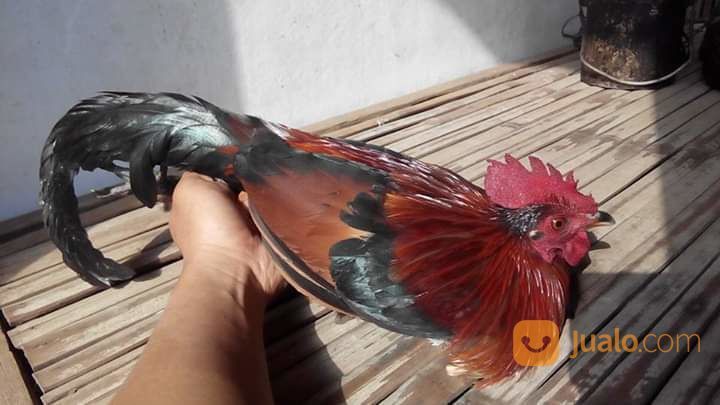 Ayam Hutan Merah Jawa Murmer