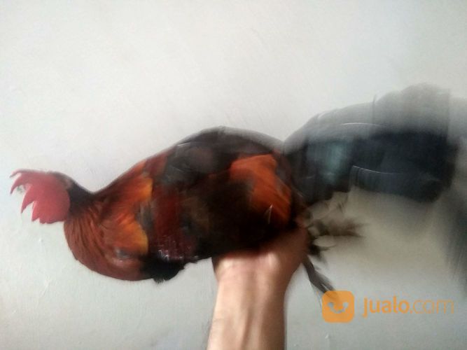 Ayam Hutan Merah Jawa Murmer