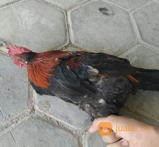 Ayam Hutan Merah Jawa Murmer