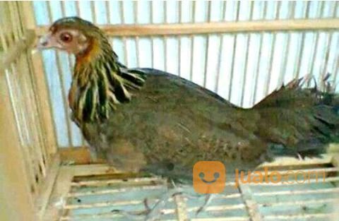 Ayam Hutan Merah Jawa Murmer