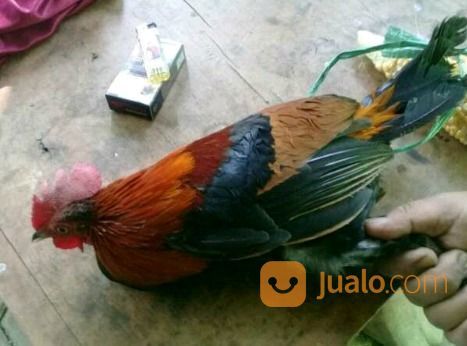Ayam Hutan Merah Jawa Murmer