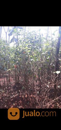 Pohon Tanjung 081298415350 Trembesi