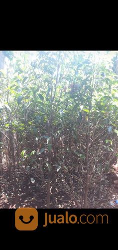 Pohon Tanjung 081298415350 Trembesi