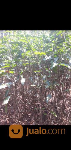 Pohon Tanjung 081298415350 Trembesi