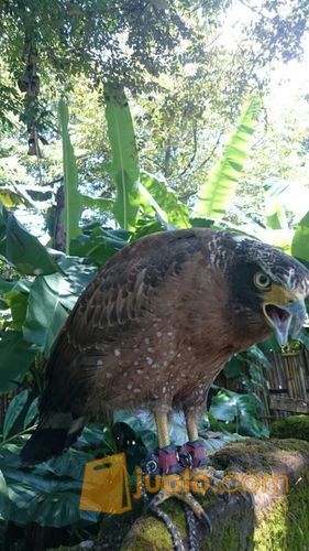 Crested Serpent Eagle/ELANG BIDO