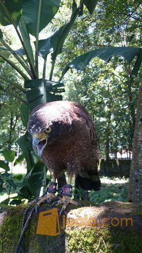 Crested Serpent Eagle/ELANG BIDO