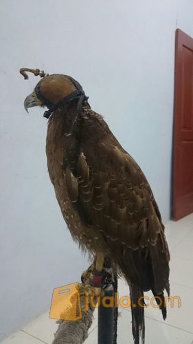 Crested Serpent Eagle/ELANG BIDO