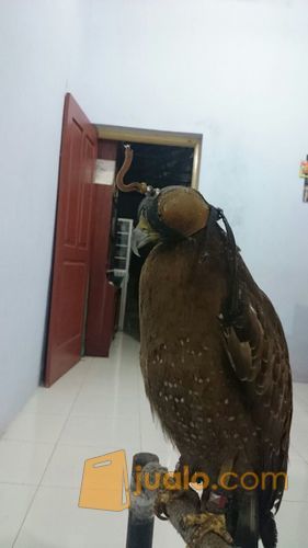 Crested Serpent Eagle/ELANG BIDO