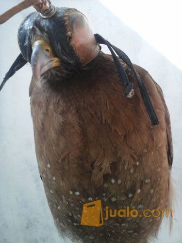 Crested Serpent Eagle/ELANG BIDO