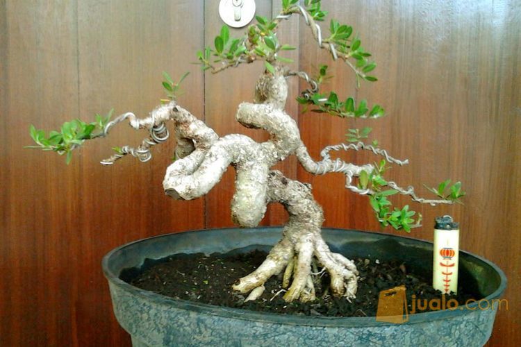 Bonsai Santigi (kode-164)