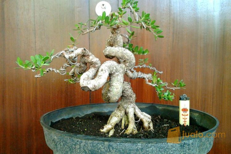 Bonsai Santigi (kode-164)