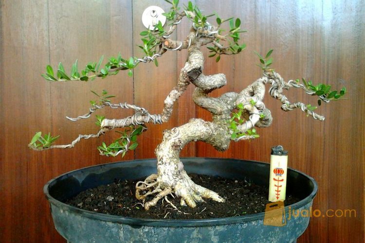 Bonsai Santigi (kode-164)