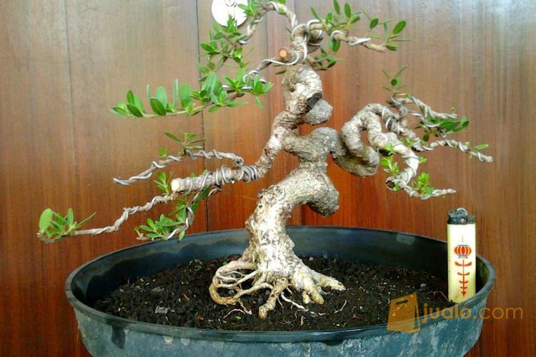 Bonsai Santigi (kode-164)