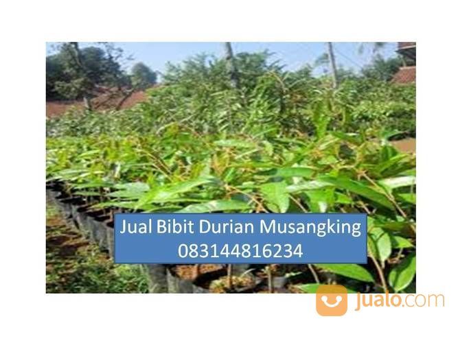 Bibit Durian Musang King Di Medan Magelang Jogja Yogyakarta Jakarta |