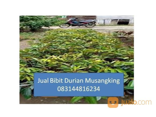 Bibit Durian Musang King Di Medan Magelang Jogja Yogyakarta Jakarta |
