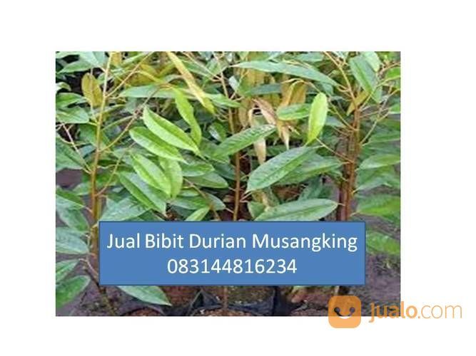 Bibit Durian Musang King Di Medan Magelang Jogja Yogyakarta Jakarta |