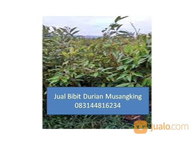 Bibit Durian Musang King Di Medan Magelang Jogja Yogyakarta Jakarta |