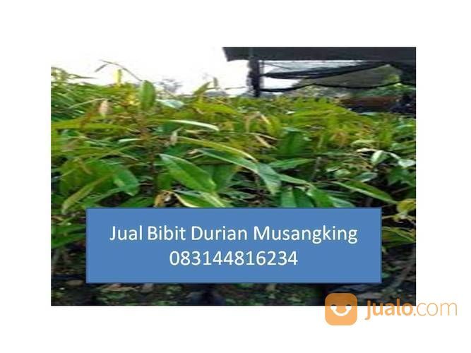 Bibit Durian Musang King Di Medan Magelang Jogja Yogyakarta Jakarta |