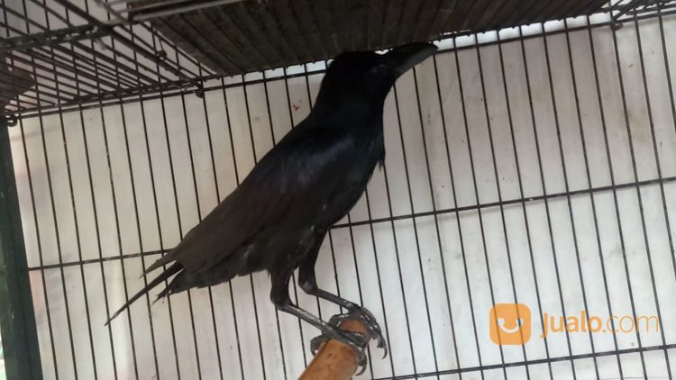 Anakan Burung Gagak Gaok