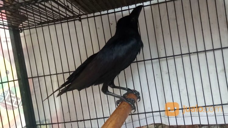 Anakan Burung Gagak Gaok