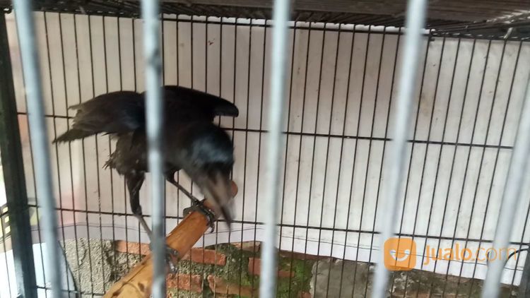 Anakan Burung Gagak Gaok