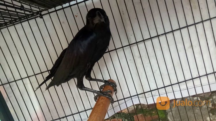 Anakan Burung Gagak Gaok