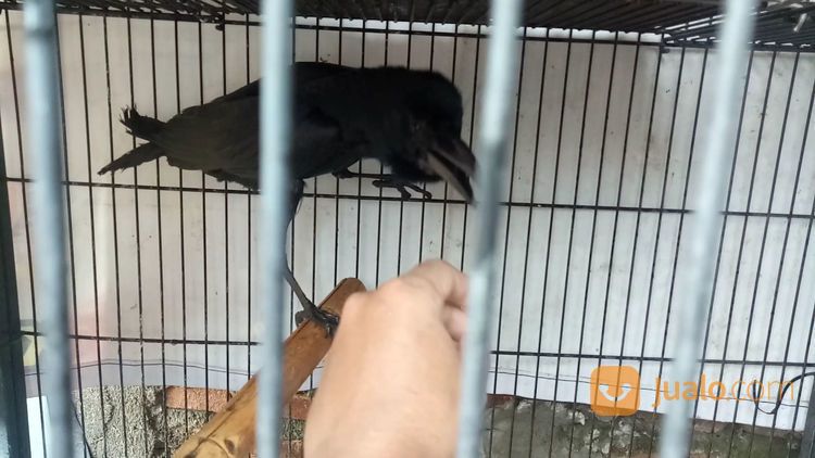 Anakan Burung Gagak Gaok