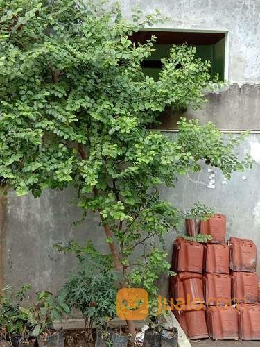 Daun Bidara Arab Petikan