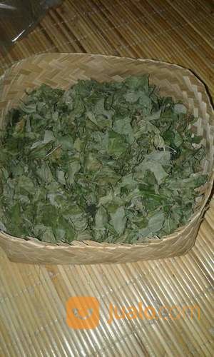 Daun Bidara Arab Petikan