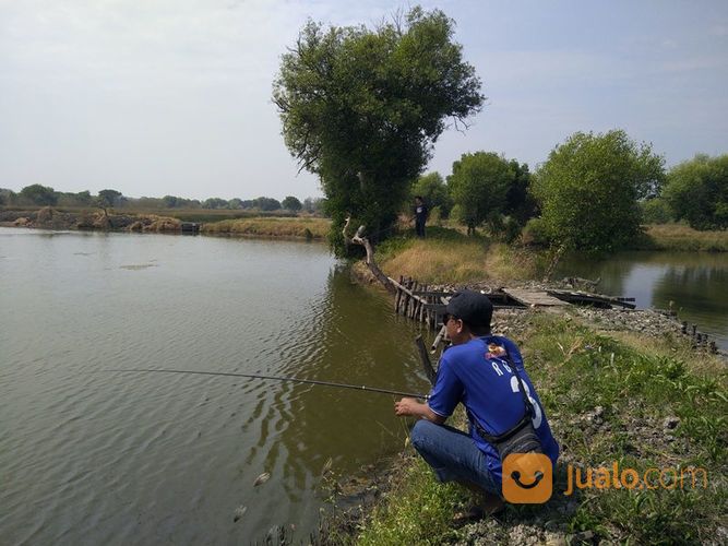 Tambak Produktif Bandeng Dan Udang Di Bangil Kalianyar Pasuruan Siap