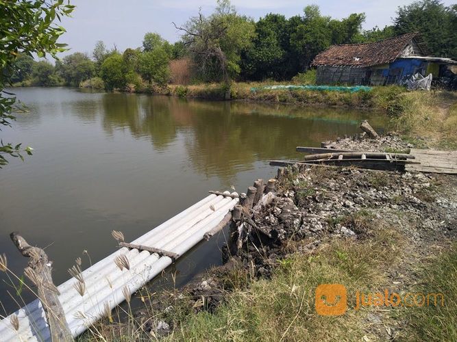Tambak Produktif Bandeng Dan Udang Di Bangil Kalianyar Pasuruan Siap