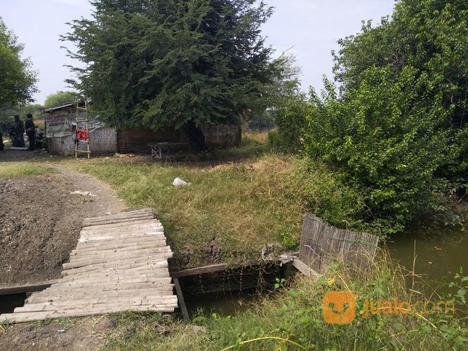 Tambak Produktif Bandeng Dan Udang Di Bangil Kalianyar Pasuruan Siap