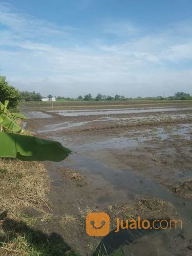 Tanah Sawah Sidoarjo
