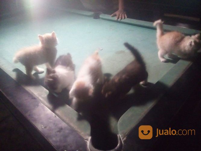 Kucing Persian Anak An