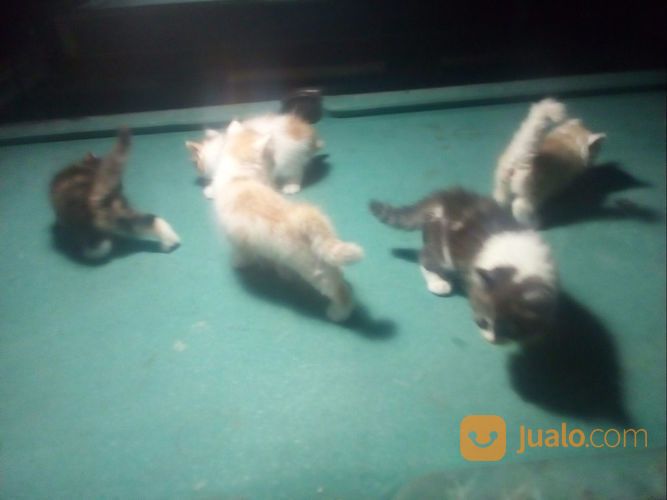 Kucing Persian Anak An