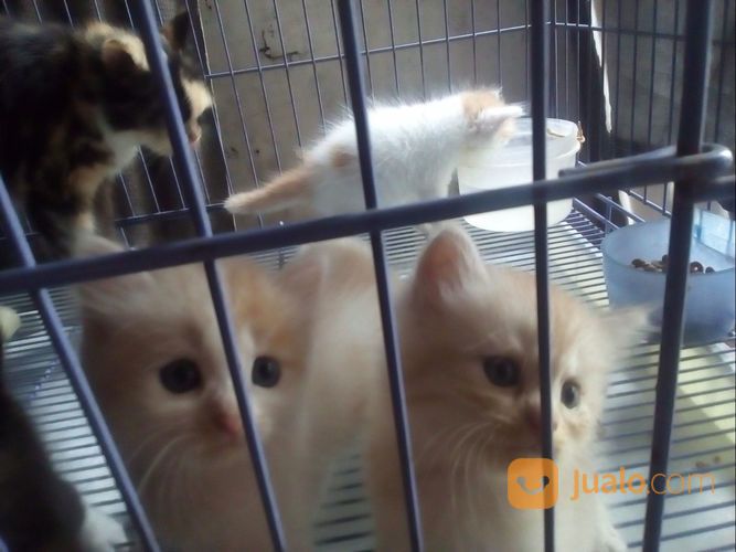 Kucing Persian Anak An
