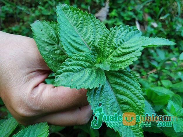 Supplier Daun Janggelan Cincau Hitam Berkualitas