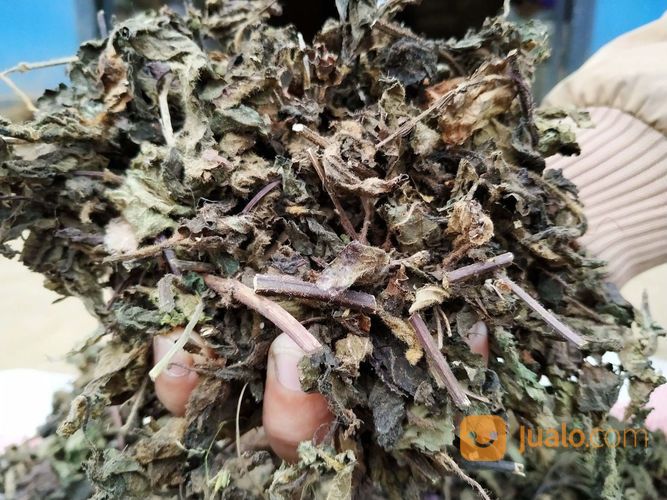 Supplier Daun Janggelan Cincau Hitam Berkualitas