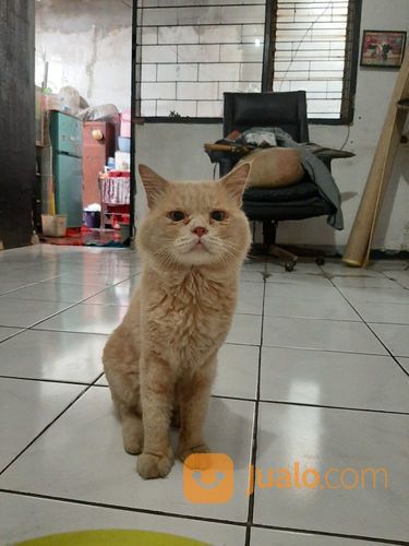 Kucing Anggora Jantan