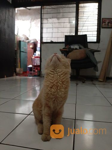 Kucing Anggora Jantan